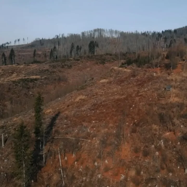 Cine deține, de fapt, pădurea: omul cu fierăstrăul sau natura însăși?